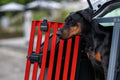 ZenDogs hőmérő szenzor
